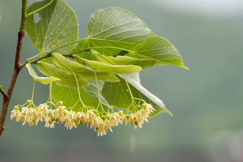 しなの花(枝木)