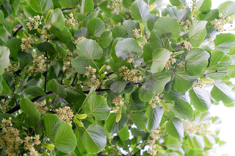 【和リンデンハーブ】しなの花ティー(ホール)