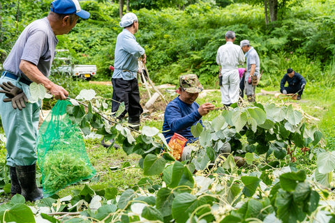 しなの花摘みとしなの木の皮剥ぎ