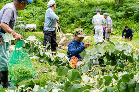 【天然成分100%化粧水】しなの花水