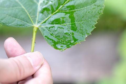 【天然成分100%化粧水】しなの花水