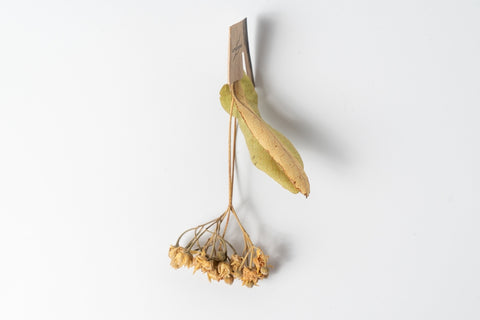 しなの花ティースターターキット