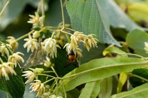 しなの花とクマバチ