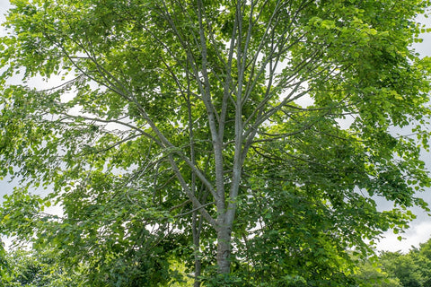 しなの木（高木）